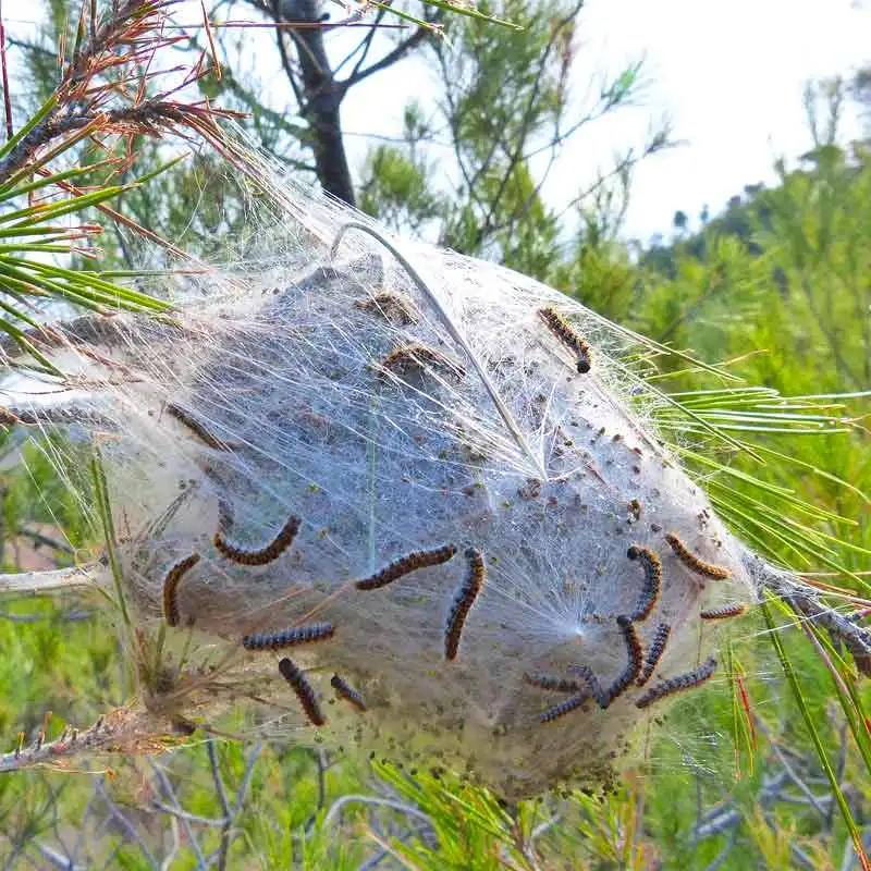 La chenille processionnaire du pin