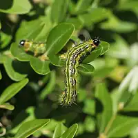 Pyrale du buis : tout savoir sur cette chenille