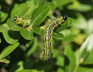 Pyrale du buis : tout savoir sur cette chenille