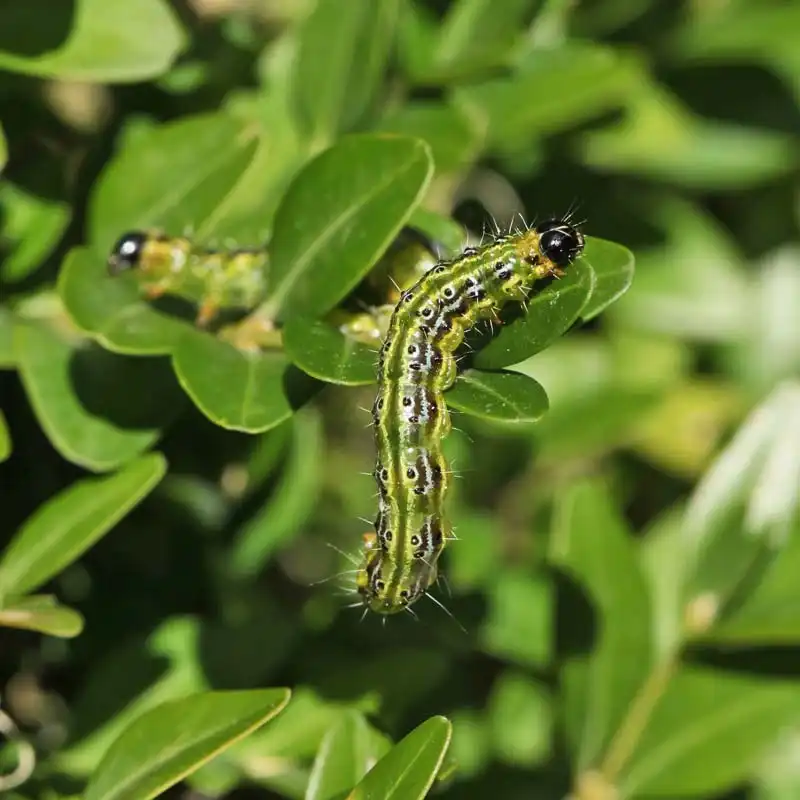 Pyrale du buis : tout savoir sur cette chenille  Pyrale du buis : tout savoir sur cette chenille