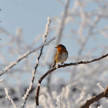 Nourrir les oiseaux en hiver - Mangeoires et abris