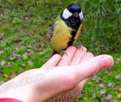 nourriture aliment oiseaux sauvages nourriture aliment oiseaux sauvages