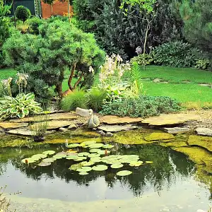 Les micro-organismes efficaces pour bassin : anti algue et eau verte