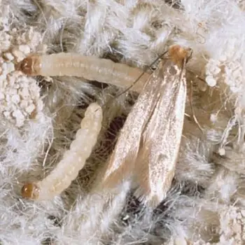 Comment reconna&icirc;tre le papillon et les larves de mites des v&ecirc;tements
