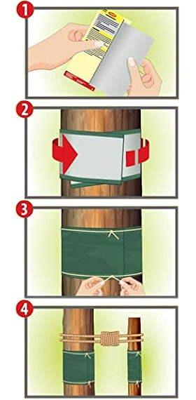 Bande glue arbre - glue arboricole
