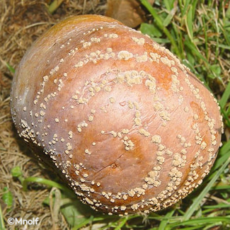 Moniliose sur un pommier