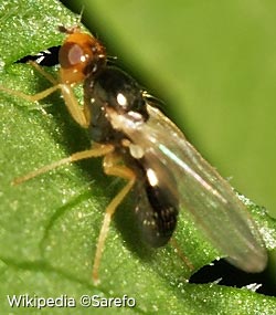 Photo de la petite mouche des carottes : chamaepsila rosae Photo de la petite mouche des carottes : chamaepsila rosae