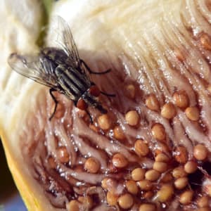 mouche posée sur un fruit