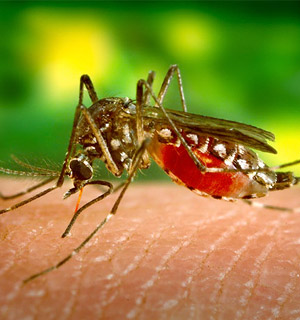 Moustique Aedes vecteur de la dengue