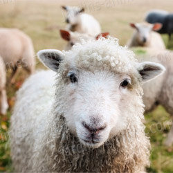 Pourquoi choisir la laine de mouton pour protéger ses plantes ?