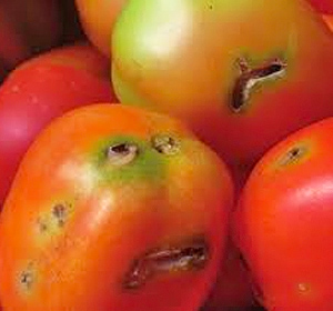 Nécroses et trous dans les tomates dûs à la présence de la mineuse Tuta Absoluta