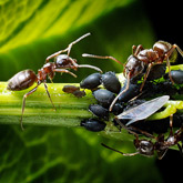 Utilisation des nématodes pour se débarrasser des fourmis