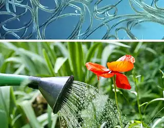 Les nématodes : traitement naturel contre les ravageurs