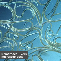 Nématodes, vers microscopiques Nématodes, vers microscopiques