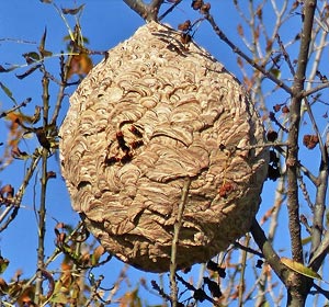 Comment reconnaître un nid de frelons asiatiques ?
