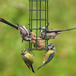 Attirer les oiseaux au jardin : comment et pourquoi ?