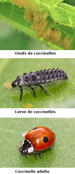 se débarrasser des pucerons grâce aux coccinelles se débarrasser des pucerons grâce aux coccinelles