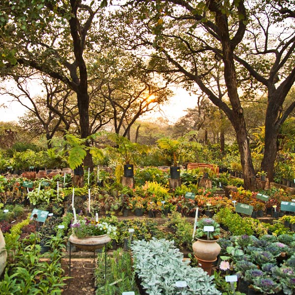 Organisation du jardin pour commencer en permaculture