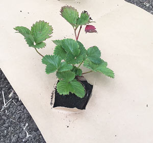 Pailler naturellement ses fraisiers avec un papier kraft biodégradable Pailler naturellement ses fraisiers avec un papier kraft biodégradable