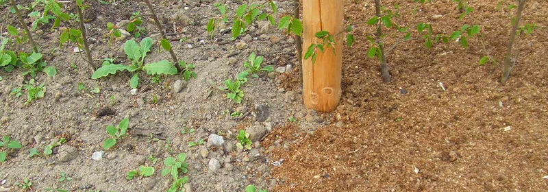 Paillis biodégradable en miettes de paille pour le jardin et potager