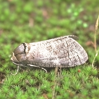 Papillon Cossus gate bois traitement