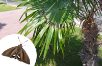 Dégâts des papillons Paysandisia Archon sur les palmiers