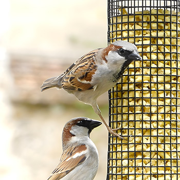 Pépites de graisse aux insectes pour oiseaux
