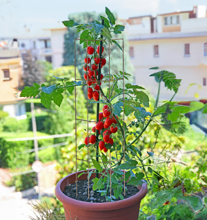 Petit tuteur tomate en pot