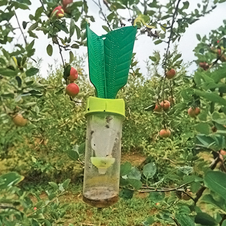 Invasion de punaises diaboliques au potager et sur les fruitiers