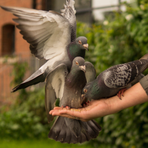 pigeon domestique sur bras humain