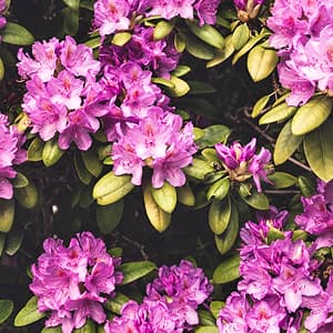 Plante sol acide, Rhododendron