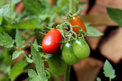 Porte-graines de tomates