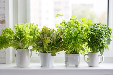 Cultiver un potager d'aromates en appartement