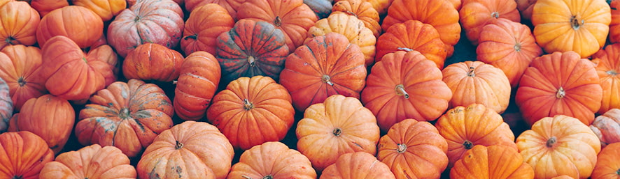 Un potager vivant et dynamique avant l'arrivée des grands froids
