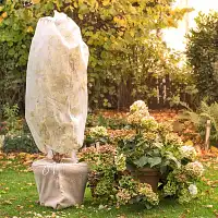 Comment protéger ses plantes en hiver ?