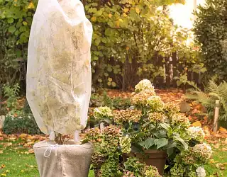 Comment protéger ses plantes en hiver ?