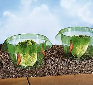 Support en verre à bougie Système de protection des salades contre les limaces