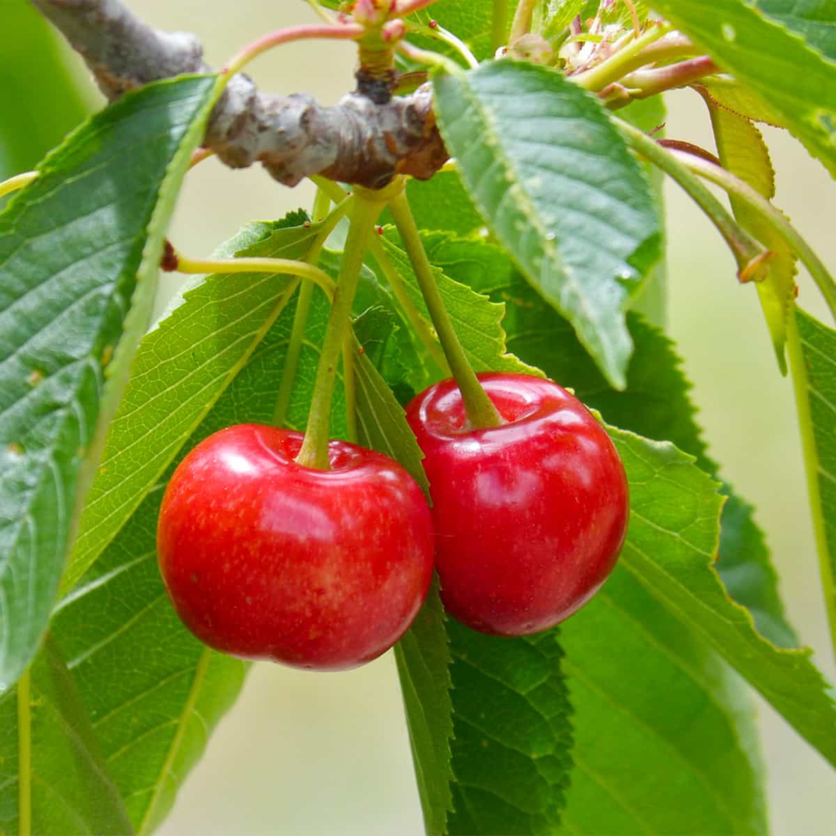 Protection cerises anti-mouches Protection cerises anti-mouches