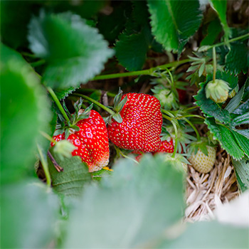 Protection des fruits Protection des fruits
