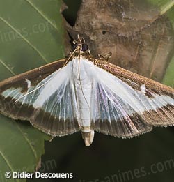 Papillon nocturne blanc et brun, cydalima perspectalis