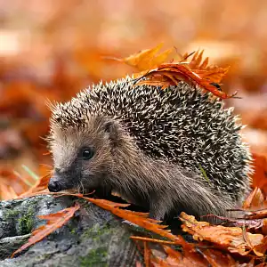 Que mange un hérisson ? Comment le protéger ?
