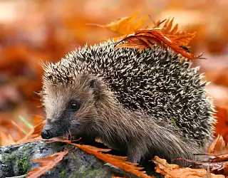 Que mange un hérisson ? Comment le protéger ?