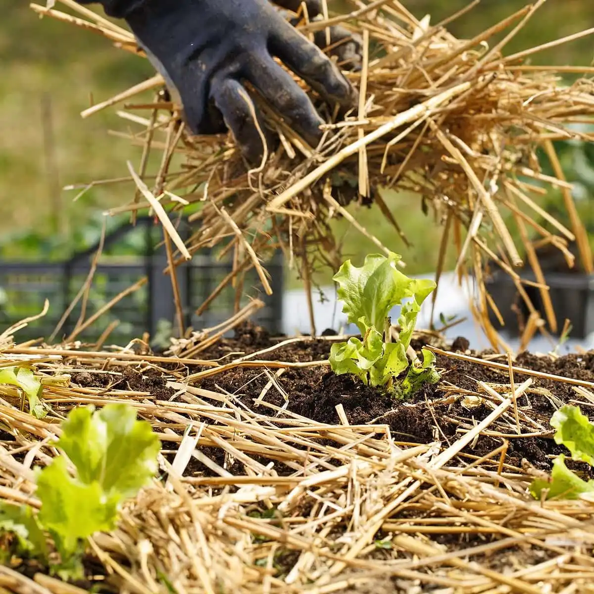 Jardinage : quel paillage choisir ?