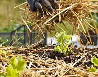 Jardinage : quel paillage choisir ?