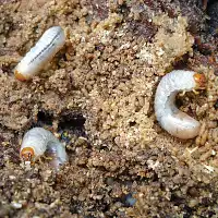 Les vers blancs : comment s'en débarrasser ?  Les vers blancs : comment s'en débarrasser ?