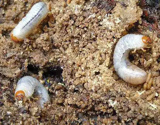 Les vers blancs : comment s'en débarrasser ?
