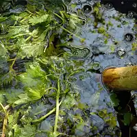 Quel purin utiliser et dans quel cas ?  Quel purin utiliser et dans quel cas ?