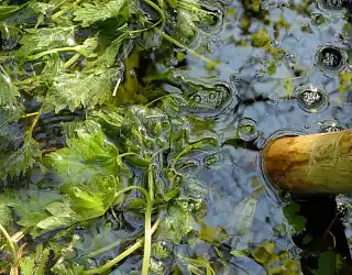 Quel purin utiliser et dans quel cas ?