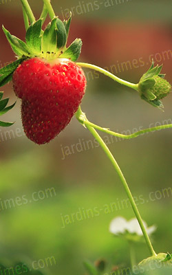 Panier pour la récolte des fraises mais pas que.. Panier pour la récolte des fraises mais pas que...