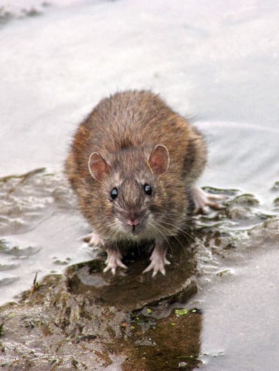 Rat au bord de l'eau